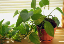 Pothos 701 0 027 Pothos_ok